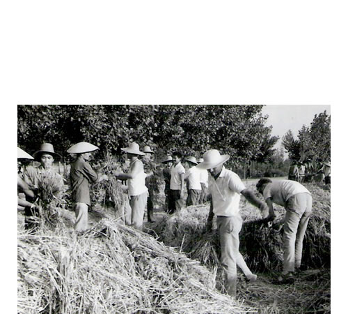 Granjeros en la época de la Revolución Cultural china.